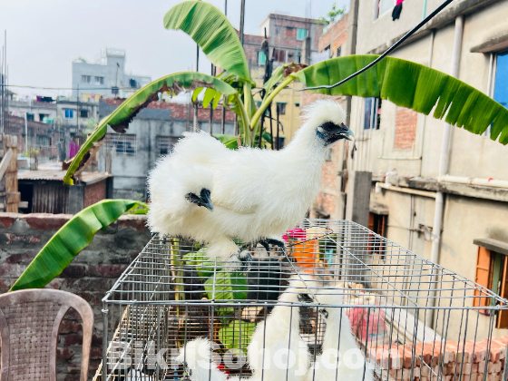 সিল্কি মুরগী